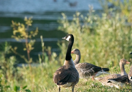 Velperwaarden 2025-08-102
