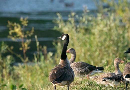 Velperwaarden 2025-08-103