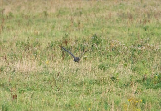 Velperwaarden 2025-08-106