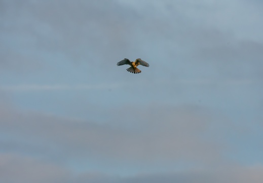 Velperwaarden 2025-08-107