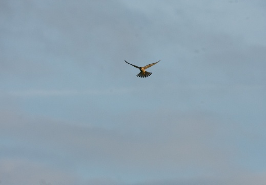 Velperwaarden 2025-08-108