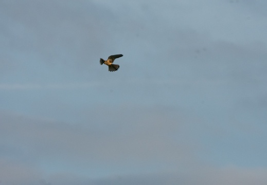 Velperwaarden 2025-08-109