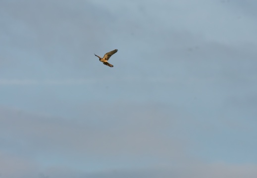 Velperwaarden 2025-08-110