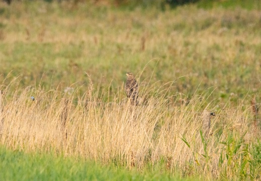 Velperwaarden 2025-08-111