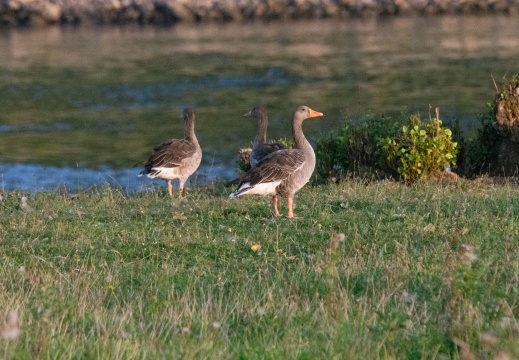 Velperwaarden 2025-08-113