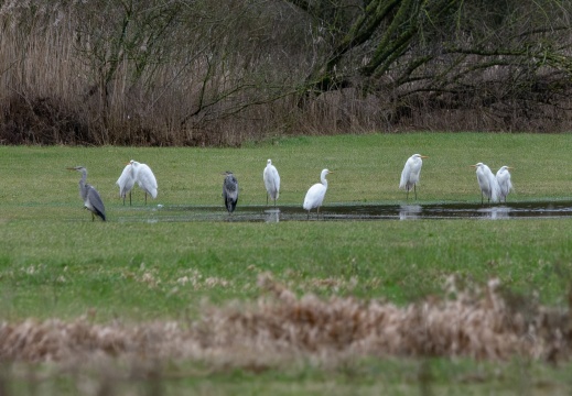Velperwaarden 2026 02-112