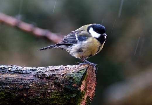 3099 darktable.2WRO50 1081x720