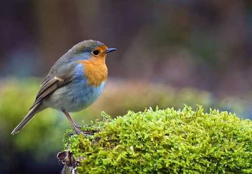 3100 darktable.KICD50 1082x720