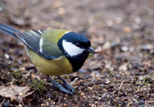 3101 darktable.6P1S50 1077x720