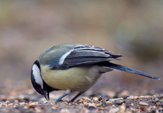 3102 darktable.P2QE50 1081x720