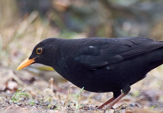 3103 darktable.HDHE50 1082x720