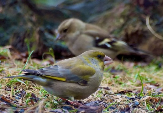 3104 darktable.SQ1H50 1082x720