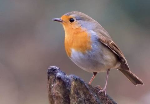 3105 darktable.A3JF50 480x720