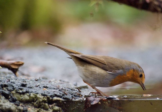 3107 darktable.6OYR50 1077x720