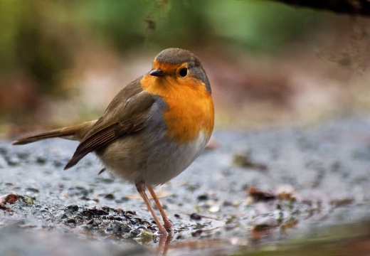 3108 darktable.XD0S50 1081x720