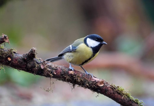 3109 darktable.LSPS50 1077x720