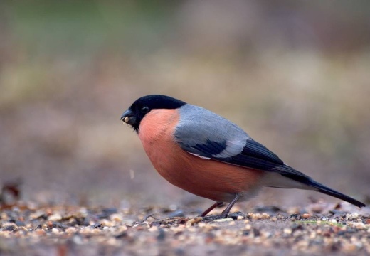 3110 darktable.5LCX50 1077x720