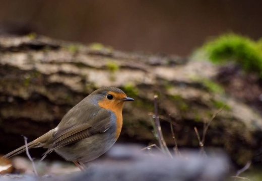 3111 darktable.4EWJ50 1080x720