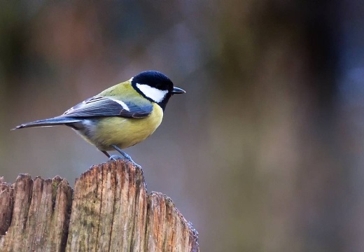 3112 darktable.9HSD50 1080x720