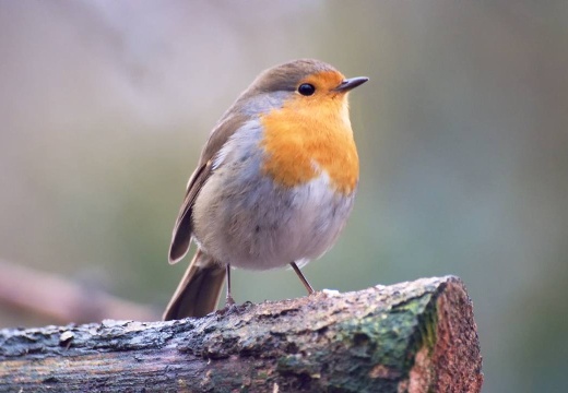 3114 darktable.FINN50 1077x720