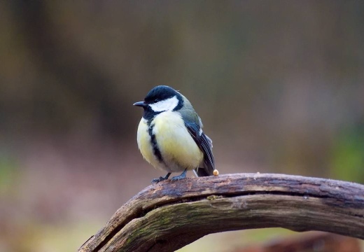 3115 darktable.714U50 1077x720