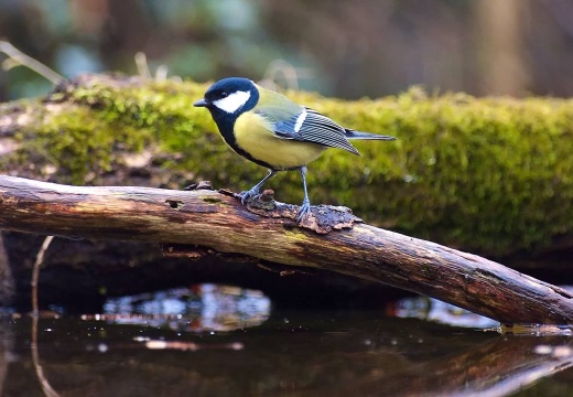 3116 darktable.OB2S50 1080x720