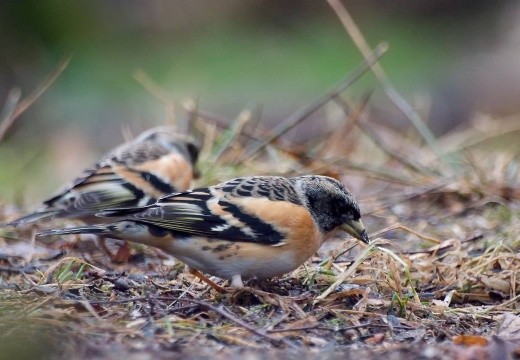 3117 darktable.COTT50 1080x720