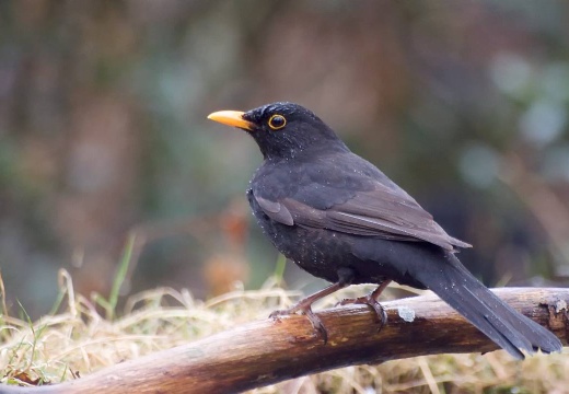 3118 darktable.KY9K50 1080x720