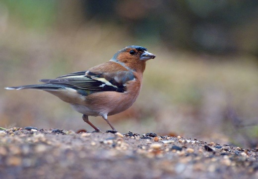 3119 darktable.O60L50 1077x720