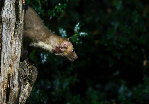 202508 Vledder 2 013