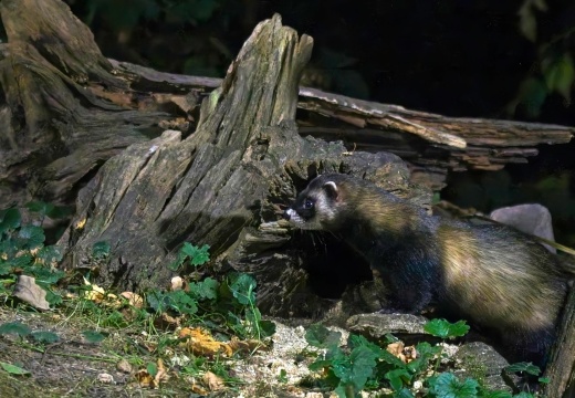 202508 Vledder 2 016