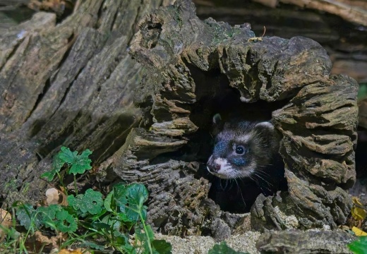 202508 Vledder 2 017