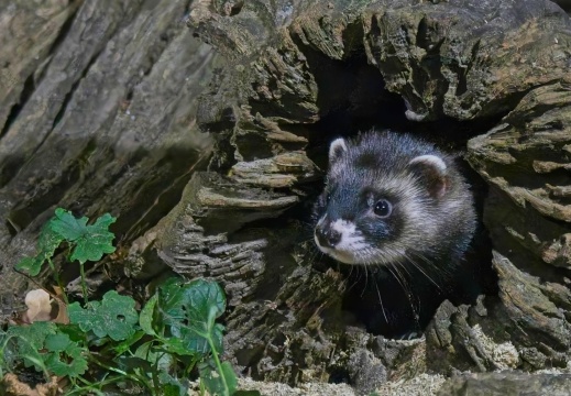 202508 Vledder 2 018