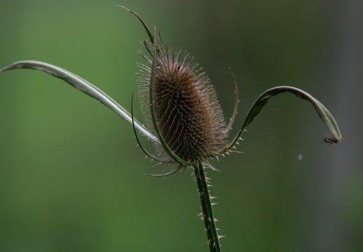 FotoHutVuren-115