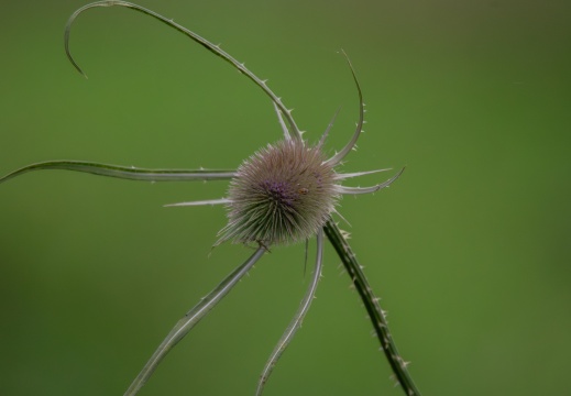 FotoHutVuren-116