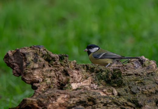 FotoHutVuren-117