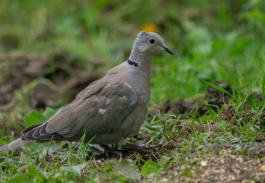 FotoHutVuren-118