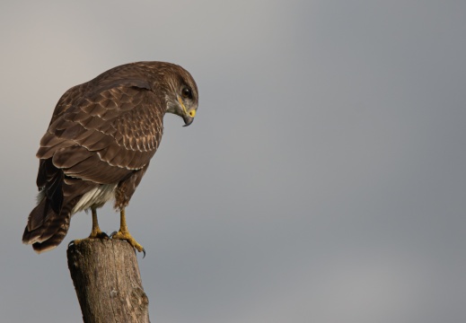 FotoHutVuren-120