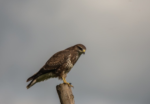 FotoHutVuren-122
