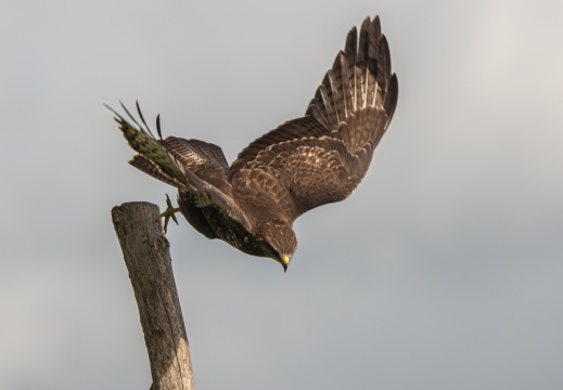 FotoHutVuren-126