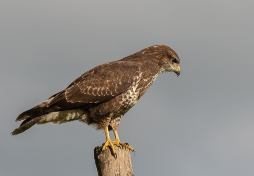 FotoHutVuren-138