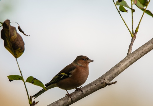 FotoHutVuren-139