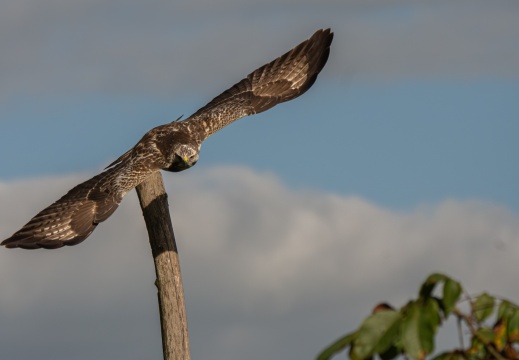 FotoHutVuren-147