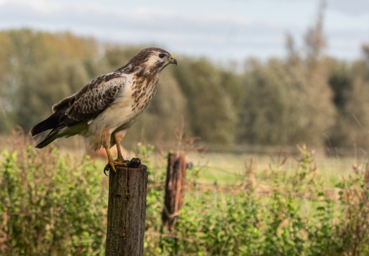 FotoHutVuren-159