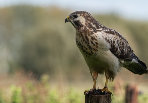 FotoHutVuren-160