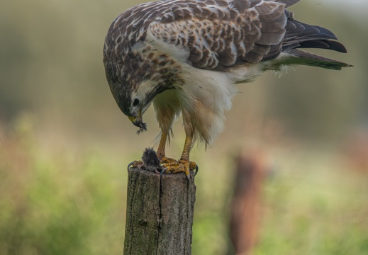 FotoHutVuren-162