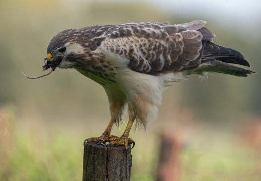 FotoHutVuren-163