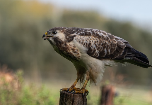 FotoHutVuren-164