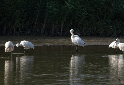 Waterrijk-Oost-202608-000