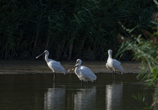Waterrijk-Oost-202608-002